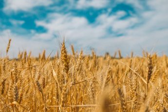 wheat field